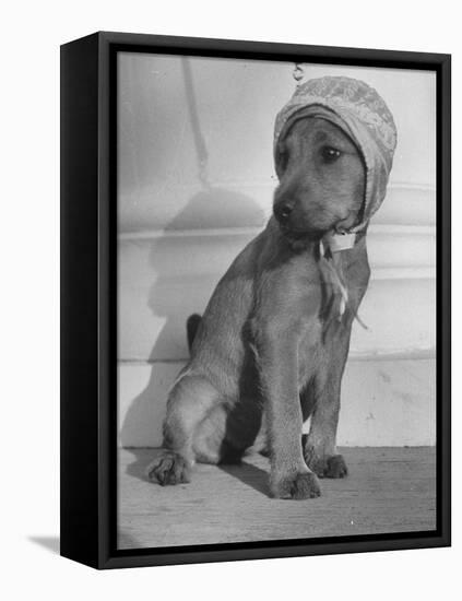 Puppy Wearing a Bonnet Participating in the Dog Fashion Show-null-Framed Stretched Canvas