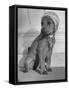 Puppy Wearing a Bonnet Participating in the Dog Fashion Show-null-Framed Stretched Canvas