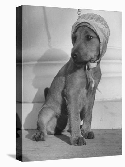 Puppy Wearing a Bonnet Participating in the Dog Fashion Show-null-Stretched Canvas