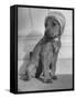 Puppy Wearing a Bonnet Participating in the Dog Fashion Show-null-Framed Stretched Canvas