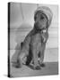 Puppy Wearing a Bonnet Participating in the Dog Fashion Show-null-Stretched Canvas