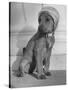 Puppy Wearing a Bonnet Participating in the Dog Fashion Show-null-Stretched Canvas