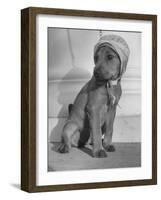 Puppy Wearing a Bonnet Participating in the Dog Fashion Show-null-Framed Photographic Print