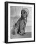 Puppy Wearing a Bonnet Participating in the Dog Fashion Show-null-Framed Photographic Print