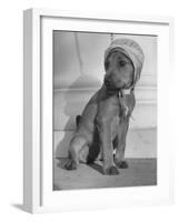 Puppy Wearing a Bonnet Participating in the Dog Fashion Show-null-Framed Photographic Print