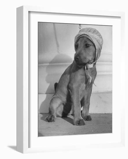 Puppy Wearing a Bonnet Participating in the Dog Fashion Show-null-Framed Photographic Print