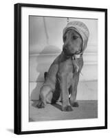 Puppy Wearing a Bonnet Participating in the Dog Fashion Show-null-Framed Photographic Print