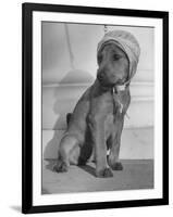 Puppy Wearing a Bonnet Participating in the Dog Fashion Show-null-Framed Photographic Print