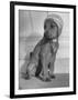 Puppy Wearing a Bonnet Participating in the Dog Fashion Show-null-Framed Photographic Print