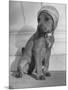 Puppy Wearing a Bonnet Participating in the Dog Fashion Show-null-Mounted Photographic Print