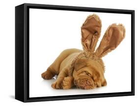 Puppy Wearing Bunny Ears - Dog De Bordeaux Wearing Easter Bunny Ears on White Background-Willee Cole-Framed Stretched Canvas