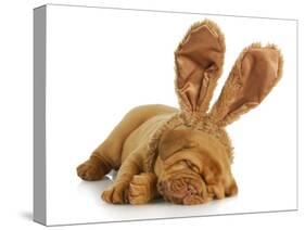 Puppy Wearing Bunny Ears - Dog De Bordeaux Wearing Easter Bunny Ears on White Background-Willee Cole-Stretched Canvas