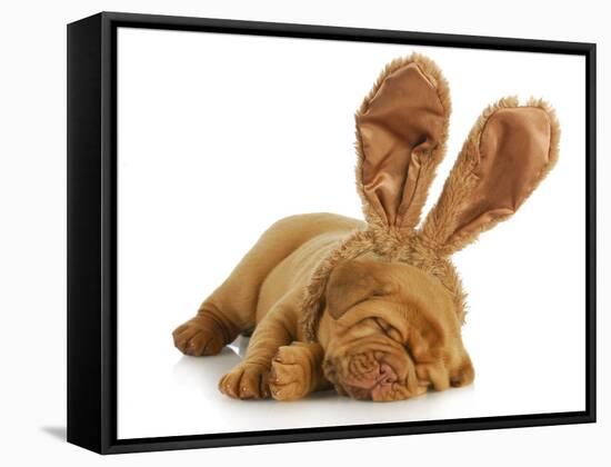 Puppy Wearing Bunny Ears - Dog De Bordeaux Wearing Easter Bunny Ears on White Background-Willee Cole-Framed Stretched Canvas