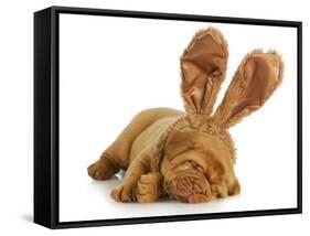 Puppy Wearing Bunny Ears - Dog De Bordeaux Wearing Easter Bunny Ears on White Background-Willee Cole-Framed Stretched Canvas