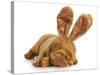 Puppy Wearing Bunny Ears - Dog De Bordeaux Wearing Easter Bunny Ears on White Background-Willee Cole-Stretched Canvas