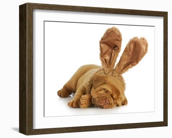 Puppy Wearing Bunny Ears - Dog De Bordeaux Wearing Easter Bunny Ears on White Background-Willee Cole-Framed Photographic Print