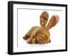 Puppy Wearing Bunny Ears - Dog De Bordeaux Wearing Easter Bunny Ears on White Background-Willee Cole-Framed Photographic Print