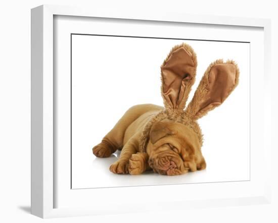 Puppy Wearing Bunny Ears - Dog De Bordeaux Wearing Easter Bunny Ears on White Background-Willee Cole-Framed Photographic Print