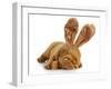 Puppy Wearing Bunny Ears - Dog De Bordeaux Wearing Easter Bunny Ears on White Background-Willee Cole-Framed Photographic Print