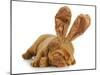 Puppy Wearing Bunny Ears - Dog De Bordeaux Wearing Easter Bunny Ears on White Background-Willee Cole-Mounted Photographic Print
