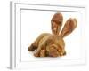 Puppy Wearing Bunny Ears - Dog De Bordeaux Wearing Easter Bunny Ears on White Background-Willee Cole-Framed Photographic Print