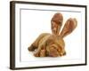 Puppy Wearing Bunny Ears - Dog De Bordeaux Wearing Easter Bunny Ears on White Background-Willee Cole-Framed Photographic Print