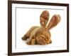 Puppy Wearing Bunny Ears - Dog De Bordeaux Wearing Easter Bunny Ears on White Background-Willee Cole-Framed Photographic Print