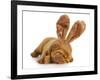 Puppy Wearing Bunny Ears - Dog De Bordeaux Wearing Easter Bunny Ears on White Background-Willee Cole-Framed Photographic Print