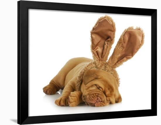 Puppy Wearing Bunny Ears - Dog De Bordeaux Wearing Easter Bunny Ears on White Background-Willee Cole-Framed Photographic Print