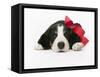 Puppy Wearing Red Bow-Chris Carroll-Framed Stretched Canvas