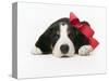 Puppy Wearing Red Bow-Chris Carroll-Stretched Canvas