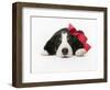 Puppy Wearing Red Bow-Chris Carroll-Framed Photographic Print