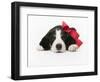 Puppy Wearing Red Bow-Chris Carroll-Framed Photographic Print