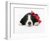 Puppy Wearing Red Bow-Chris Carroll-Framed Photographic Print