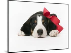 Puppy Wearing Red Bow-Chris Carroll-Mounted Photographic Print