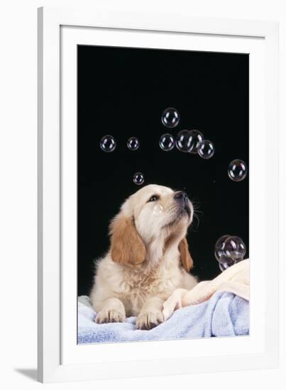 Puppy with Bubbles-null-Framed Photographic Print