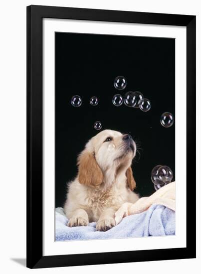 Puppy with Bubbles-null-Framed Photographic Print
