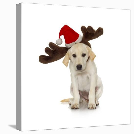 Puppy with Santa Hat and Reindeer Ears-Lew Robertson-Stretched Canvas