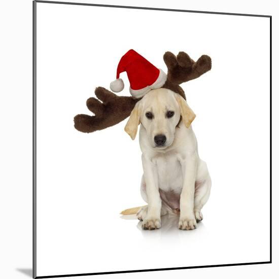 Puppy with Santa Hat and Reindeer Ears-Lew Robertson-Mounted Photographic Print