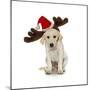 Puppy with Santa Hat and Reindeer Ears-Lew Robertson-Mounted Photographic Print