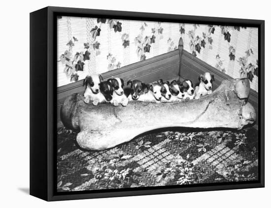 Pups and Bones, Goshen, Indiana, c.1953-null-Framed Stretched Canvas