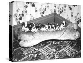 Pups and Bones, Goshen, Indiana, c.1953-null-Stretched Canvas