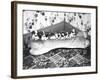 Pups and Bones, Goshen, Indiana, c.1953-null-Framed Photographic Print