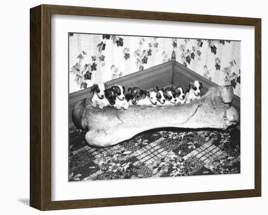 Pups and Bones, Goshen, Indiana, c.1953-null-Framed Photographic Print