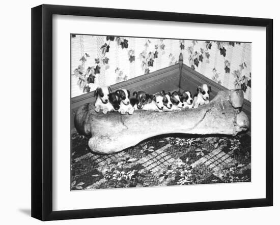 Pups and Bones, Goshen, Indiana, c.1953-null-Framed Photographic Print