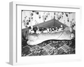 Pups and Bones, Goshen, Indiana, c.1953-null-Framed Photographic Print