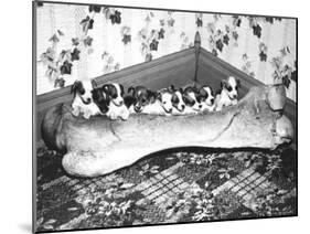 Pups and Bones, Goshen, Indiana, c.1953-null-Mounted Photographic Print