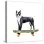 Pups on Wheels IV-Annie Warren-Stretched Canvas