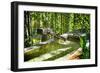 Pure Bamboo Spring-George Oze-Framed Photographic Print