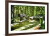 Pure Bamboo Spring-George Oze-Framed Photographic Print